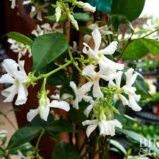 Maybe you would like to learn more about one of these? Star Jasmine Better Homes Gardens