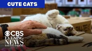 ‪Heartwarming stories about cats and the people who love them - YouTube‬‏