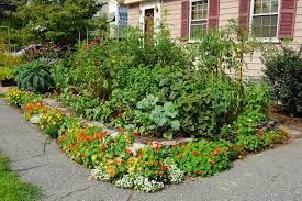 Front Yard Garden By Homeharvest Combines Vegetables And Flowers Front Yard Garden Design Front Yard Landscaping Design Small Front Yard Vegetable Garden Ideas