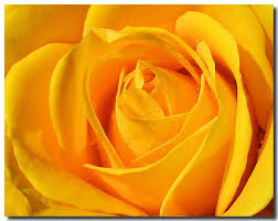 A collection of the top 60 mustard yellow wallpapers and backgrounds available for download for free. Yellow Flowers Wallpapers Hd Background Images Photos Pictures Yl Computing