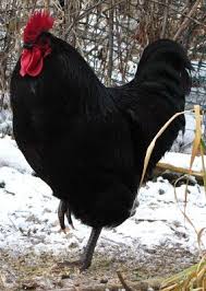 Black Australorp Chicken Egg Color The Best Chicken Breeds For Homesteaders Chicken Breeds Chickens Black Chickens