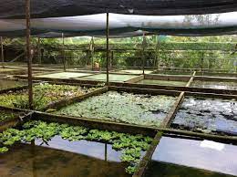 Teo Aquatic Plant Farm Teo S Floating Aquatic Plants Aquatic Plants Planted Aquarium Diy Aquarium