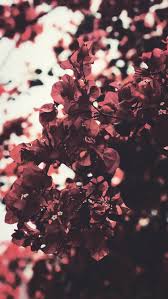 Xuebing du's photography takes the viewer's breath away. Aesthetic Flower Wallpapers For Iphone Allwallpaper