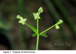 Image result for Galium simense
