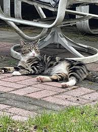Bergen - Clifton, NJ Found Miley Quintana, *** -*** years old. she was ...