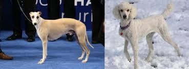 From here, different types of crabs are divided into different infraorders, but they all share the. Whippet Vs Poodle Breed Comparison Mydogbreeds