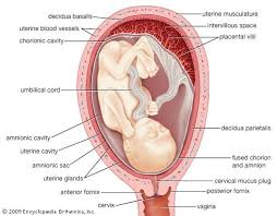 Uterus At Duckduckgo Mucus Plug Uterus Female Reproductive System Anatomy