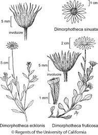 Image result for Dimorphotheca