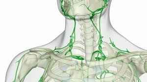 If you have occipital lymph node swelling, it generally suggests you have an infection in the scalp or in the head. Lymphgefass Lymphversorgung Computer Animation Rf Video 860 974 515 In Hd Framepool Stock Footage