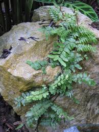Image result for Arthropteris palisotii