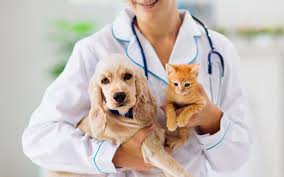 Healthy paws pet insurance reimburses at the same high rate for emergency and specialty care as we do for your primary veterinary care. Top Vets In Sharjah Vet Plus Al Maha Clinic More Mybayut