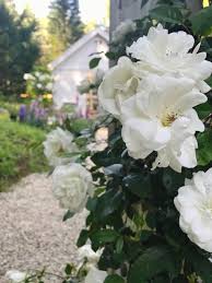 Possibility of delivery the same day if the order is placed before 2pm local time of the. 5 Favorites For A Beautiful English Cottage Style Garden French Country Cottage
