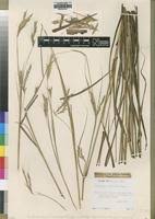 Image result for Andropogon chinensis