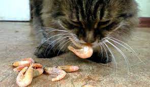 Can Cats Eat Shrimp Petshotspot Com