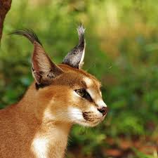 My What Big Ears You Have Animals Pinterest Pet Fox Cat Farm Animals