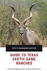 Pin On Exotic Game Exotic Hunting In Texas