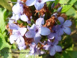 Check spelling or type a new query. Kala Jatee Ful à¦ à¦² à¦¯ à¦¤ à¦« à¦² Eranthemum Pulchellum