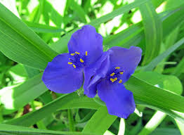 Maybe you would like to learn more about one of these? Wildflowers Of Western Pennsylvania Virginia Spiderwort Tradescantia Virginiana This Native Perennial Wildflower Is A Member Of The Spiderwort Family Commelinaceae The Plant Can Grow Between Eight And Twenty Four Inches High The Flowers