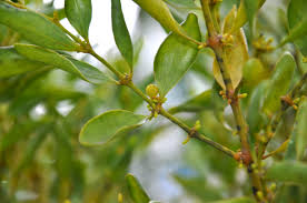 Image result for Viscaceae