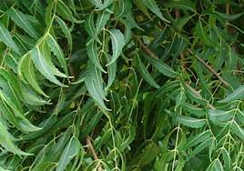 #mencerahkankulit #kulitglowing kulit glowing cerah bersih berkat daun neem. Cara Merawat Demam Campak Dengan Daun Semambu Daun Mambu Blog Santai Santai Jerr