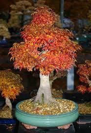 Acer Palmatum Shishigashira Lowenkopf Ahorn Als Bonsai Gestalten Und Pflegen Bonsai Bonsai Baum Garten Ideen