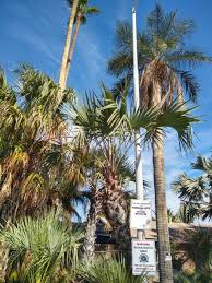 Image result for Hyphaene