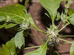 Image result for Dicliptera extenta