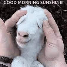 Funny Goat Good Morning Sunshine GIF | GIFDB.com
