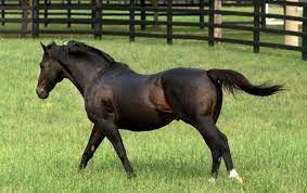 It is very expensive to breed to a well known thoroughbred stallion. The World S Ten Most Expensive Stallions For 2018 Topics Sea The Stars War Front Galileo Deep Impact Medaglia D Oro Curlin Invincible Spirit Frankel Dubawi Tapit Thoroughbred Racing Commentary