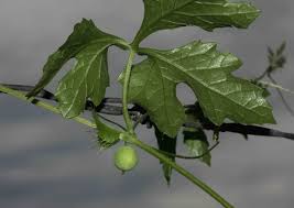 Image result for Ctenolepis cerasiformis