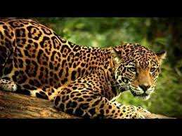 Check spelling or type a new query. National Animal Of Mexico Jaguares Youtube