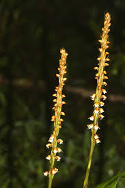 Image result for Hetaeria