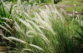 Image result for Cenchrus caudatus