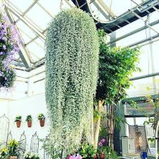 Tanaman hias puring memiliki nama latin codiaeum variegatum. Tanaman Hias Gantung Silver Hair Atau Dichondra Ampel Panjang 30cm Shopee Indonesia