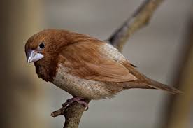 Berikut ini adalah gambar mewarnai seekor burung bangau dengan segala keragamannya. Mitos Burung Pipit Pembawa Kabar Kumparan Com