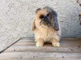 Dwarf Holland Lops Bae S Magic Top Hat