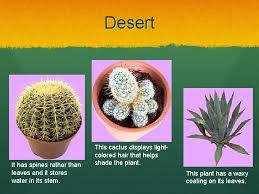 Always wonder why cactus have spines? Adaptations Of Plants Sing Along Http Www Mbgnet