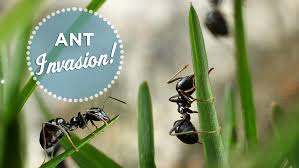 Winged ants are also called swarmers. Common Types Of Ants Fire Carpenter Flying Ant Infestation