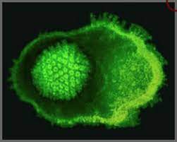 Feline Herpesvirus Infection