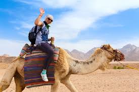 This is the most credible approach to follow the tracks of arab. Camel Ride In Dubai What To Expect When Riding A Camel