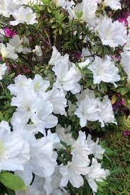 Types of white flowers uk. 15 Best White Flowers For Your Garden White Flowering Shrubs