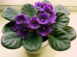 Maybe you would like to learn more about one of these? African Violets How To Care For African Violets The Old Farmer S Almanac
