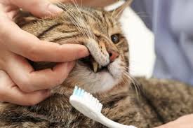 Shop chewy for cat supplies ranging from the best cat food and treats to litter and cat toys, supplements, cat beds and so much more. How To Keep Your Cat S Teeth Clean Bartlett Vet