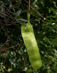 Image result for Entada wahlbergii