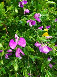 Polygala Dalmaisiana Jardins