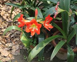 Amaryllis is also known as the belladonna lily or naked ladies. Hippeastrum Reginae Garten Amaryllis Bauchige Ornamental Mit Gurt Formigen Blattern Und Orange Rot Trichterformigen Bluten Mit Weissen Sockel Lizenzfreie Fotos Bilder Und Stock Fotografie Image 51502887