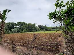 *dijual tanah di kawasan industri* *balaraja, tangerang banten* luas 1,5ha ajb *di kawasan industri *4,5km dari toll balaraja harga jual rp 3jt permeter rp 45m nego note : Dijual Tanah Di Daerah Cisauk Tangerang Iklanku123