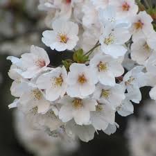 Water the area thoroughly until moist to set the soil in place. Sakura Season Seeing Kanazawa S Cherry Blossoms In One Day