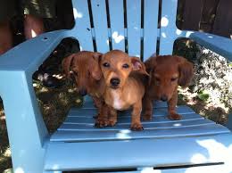 Maybe you would like to learn more about one of these? Home Animal Aid Pdx