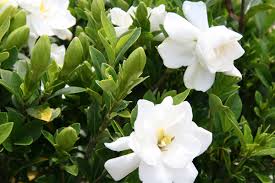 Buy gardenia plants online with delivery to your door. New Woody Ornamental Shrubs For Louisiana Landscapes